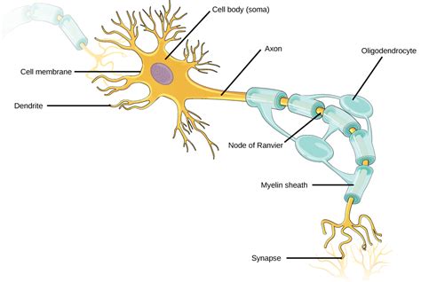 Node Of Ranvier