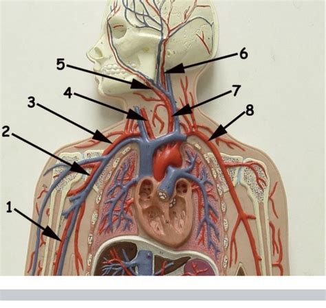 Arteries Pt Diagram Quizlet