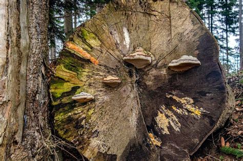 Un tocón de árbol con hongos creciendo en él Foto Premium