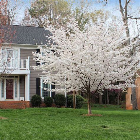 Prunus X Yedoensis ‘yoshino Yoshino Cherry Maple Hill Nursery