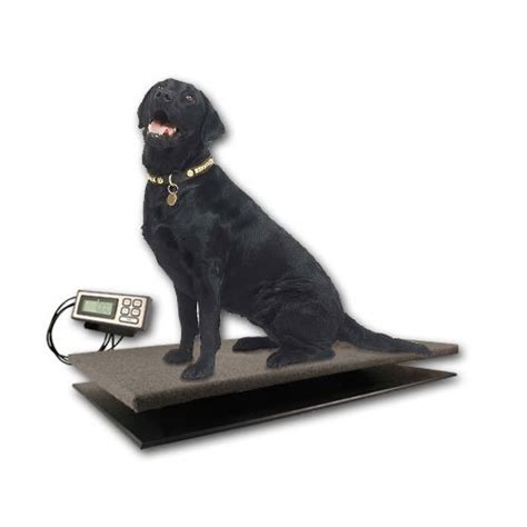 How Much Should My Labrador Weigh