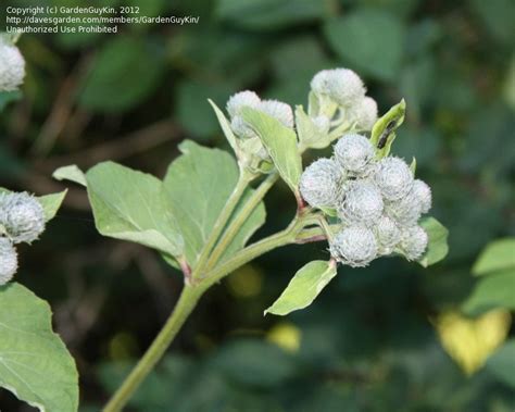 Plantfiles Pictures Woolly Burrdock Arctium Tomentosum 1 By Gardenguykin