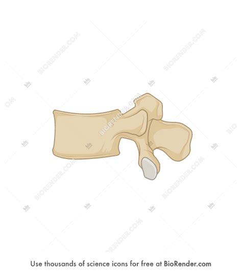 Free Vertebra Lumbar L5 Lateral Icons Symbols And Images Biorender