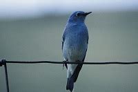 5 Fakta Menarik Burung Mountain Blue Burung Yang Sangat Indah Rakcer ID