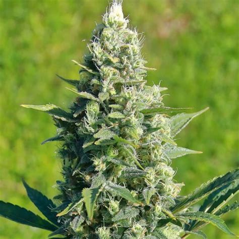 LSD Strain - High-Yield Hybrid Seeds for Stress Relief