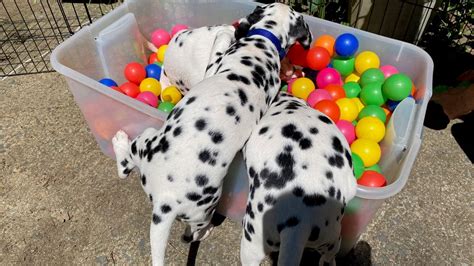 What to expect when adopting a Dalmatian