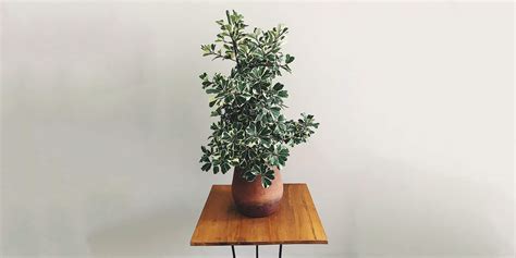 Ficus Triangularis Care And Growing Guide Plantcarefully