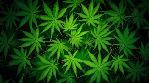 Green Leaves Of Cannabis On A Dark Background A Symmetrical Birdseye