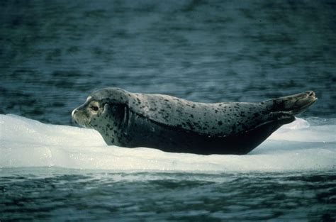 Harbor Seal Wallpapers - Wallpaper Cave