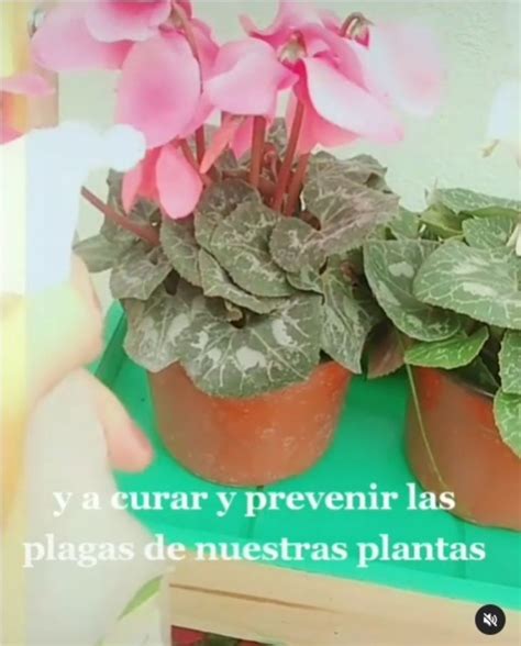 Proteg Tu Jard N En Oto O Con Una Planta Que Seguro Ten S En Casa