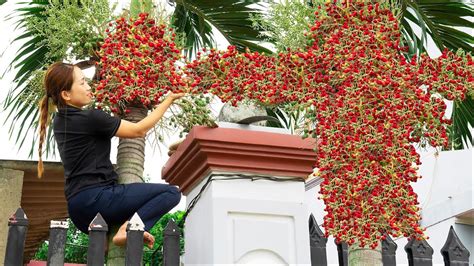 Harvesting King Areca Tree Making Areca Eat With Betel Leaves Goes To