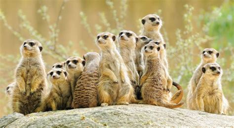 South African Meerkat – Telegraph