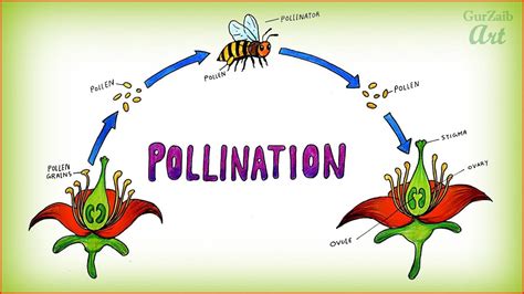 Pollination | Mr. M's K-1 Class