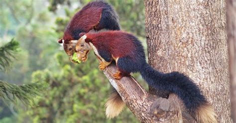 Indian Giant Squirrel - A-Z Animals