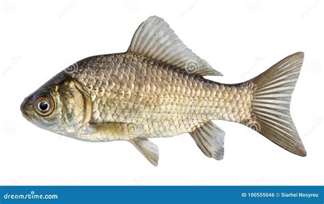 Fish Isolated River Crucian Carp With Scales And Fins Stock Photo