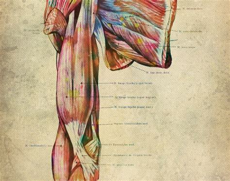 24 Vintage Anatomy Posters Muscular System Artwork Human Etsy