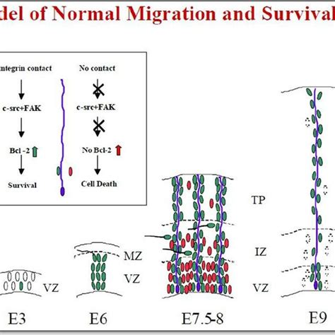 The Effect Of Radial Glia Contact On Neuronal Survival E7 Ot Cells Were Download Scientific