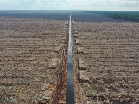 Mengungkap Jejak Deforestasi Jutaan Hektar Hutan Alam Di Pulau Borneo