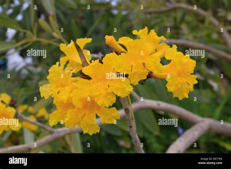 Flowers Of The Yellow Tabebuia Tree Or Roble Tree Stock Photo Alamy