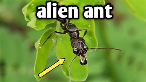 Trap Jaw Ant Alien Ant Odontomachus Sp Corect If Wrong Youtube