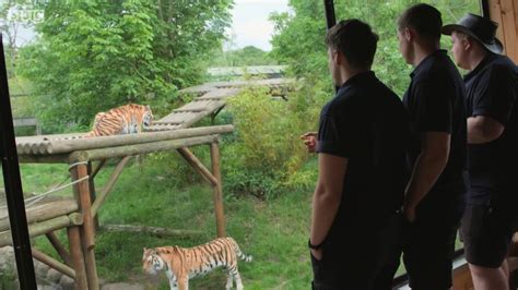 First Of Its Kind Tiger Habitat Opens At Paradise Wildlife Park Bbc