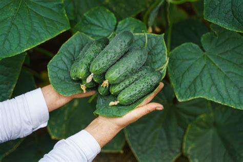 Eating Cucumbers With Their Skins You Should Know That Chef Reader