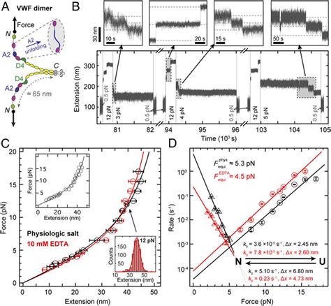 Folding And Unfolding Of A Domains Within Vwf Dimers A Schematic