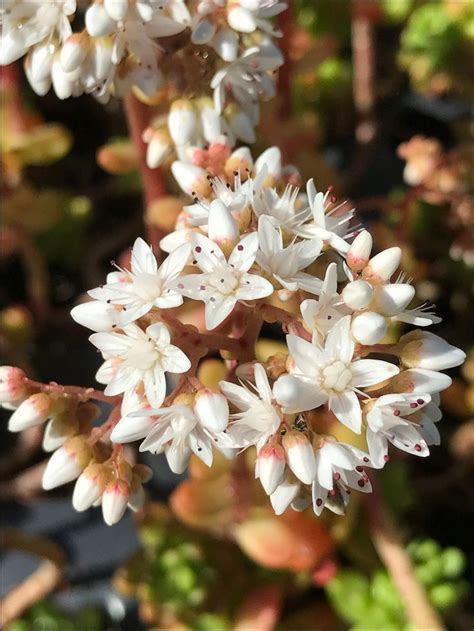 Flowers of Sedum 'Athoum'