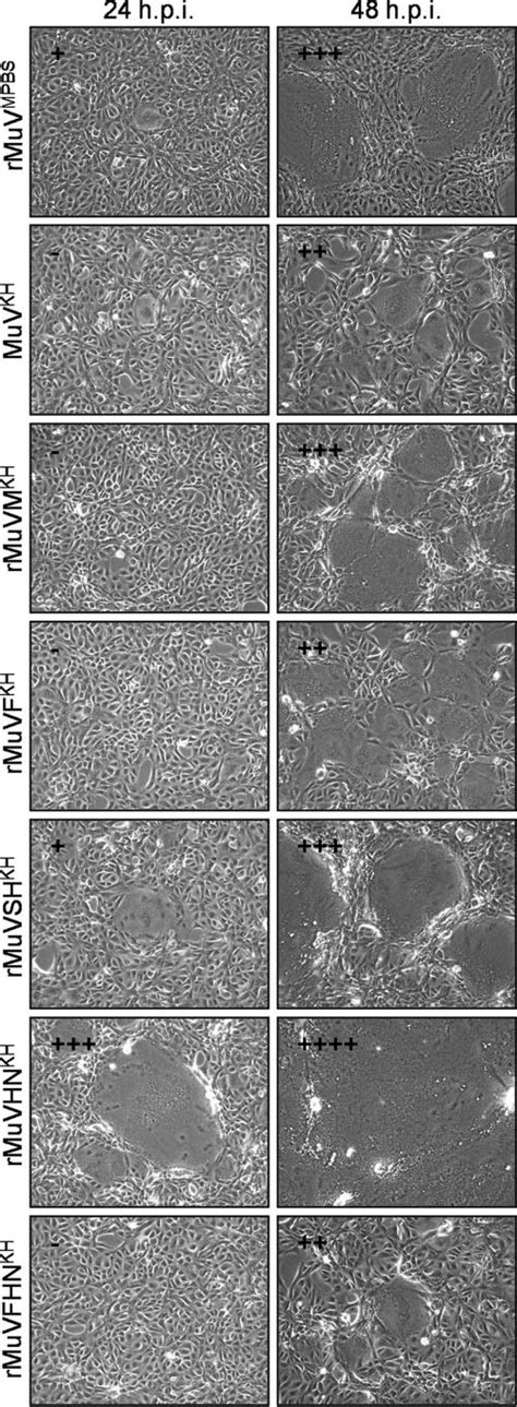 Syncytia Produced By Recombinant Viruses On Vero Cells Vero Cells Were Download Scientific