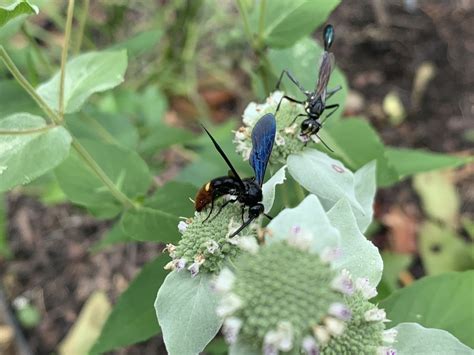 Two Spotted Scoliid Wasp From Fox Chase Dr Southaven Ms Us On August