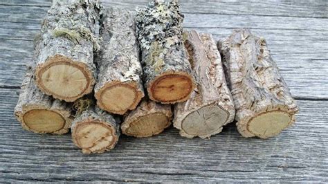 8 Cork Tree Wood Small Log Pieces From Portugal As Shown In Etsy Cork