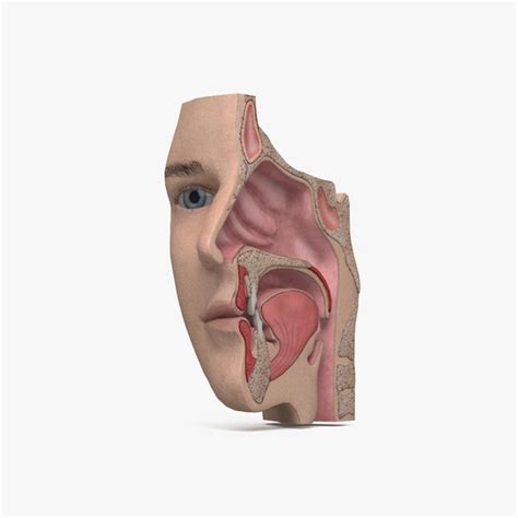 Modelo 3d Human Nose Turbosquid 2098425