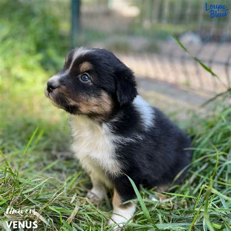 Chiot Elevage De La Vallée Des Loups Bleus eleveur de chiens Berger