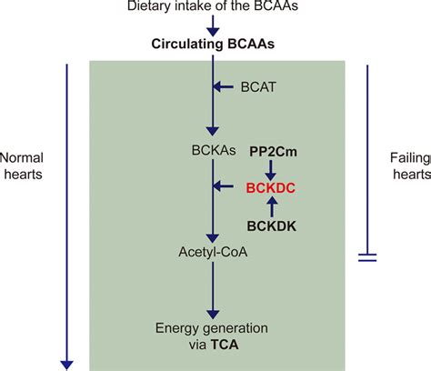 Branched Chain Amino Acids As Critical Switches In Health And Disease