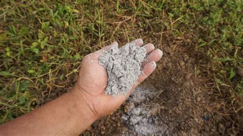 Est ce que la cendre détruit les mauvaises herbes