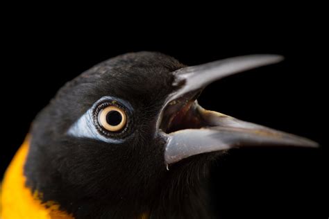 Bir053 00330 Joel Sartore