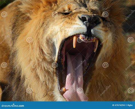 Lion roar stock photo. Image of profile, male, roaring - 47674294