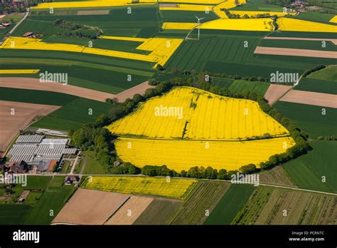 Aerial View Round Rapeseed Field Suderwich Essel Rape Field