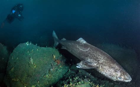 Greenland Sharks Found To Live For 400 Years Rnz News