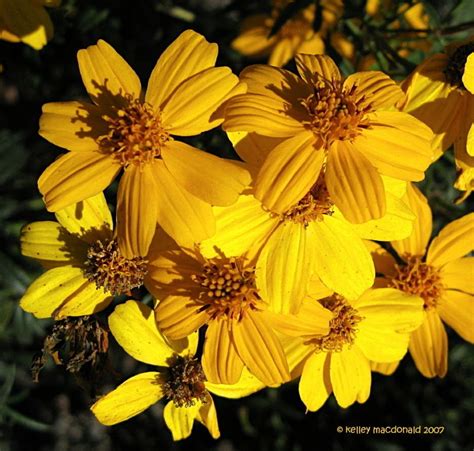 Mexican Bush Marigold Mount Lemmon Marigold Copper Canyon Daisy