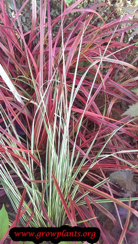 Pennisetum Rubrum How To Grow And Care