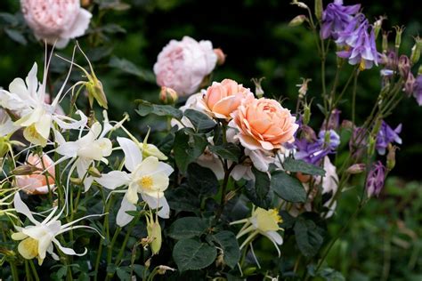 Ranunculus Peonies Daffodils Tulips Australian Garden Garden Soil