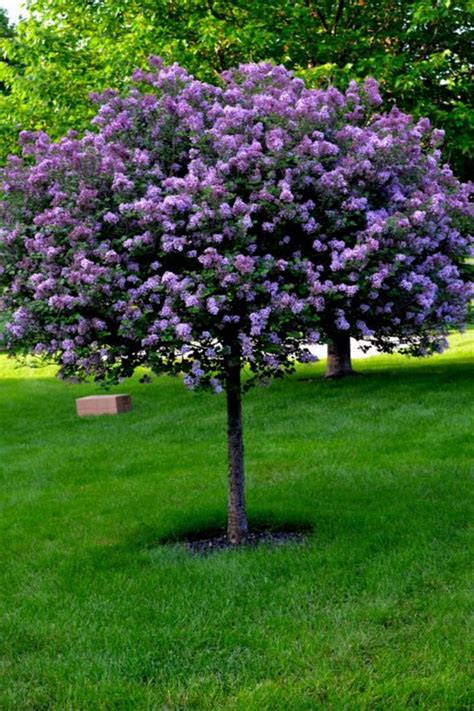 63 Lovely Flowering Tree Ideas For Your Home Yard Lilac Tree Trees