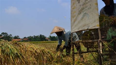 5 000 Hektare Sawah Di Pati Puso