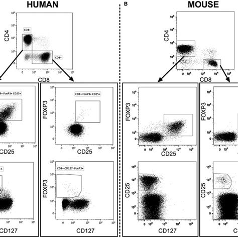 Representative Flow Cytometry Analysis Of CD4 Tregs And CD8 Tregs