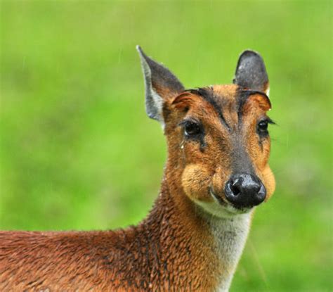 Muntjac Deer Stock Photos Pictures And Royalty Free Images Istock