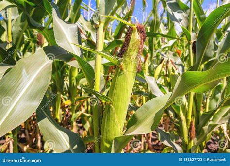 Rural Landscape Ripe Corn Cob On The Field Stock Image Image Of