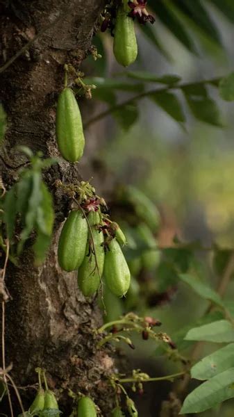 El Fruto Verde De Bilimbi Bilimbing Pepino Rbol Acedera Averrhoa