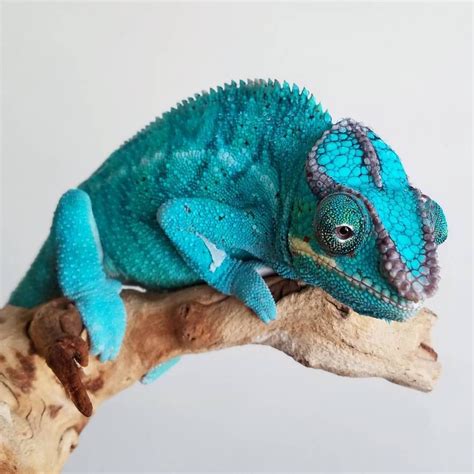 Panther Chameleon Furcifer Pardalis Madagascar Animals And Pets Baby