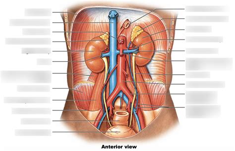 Gross Anatomy Of The Urinary System Diagram Quizlet